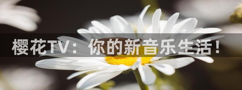麻豆电影免费电视剧